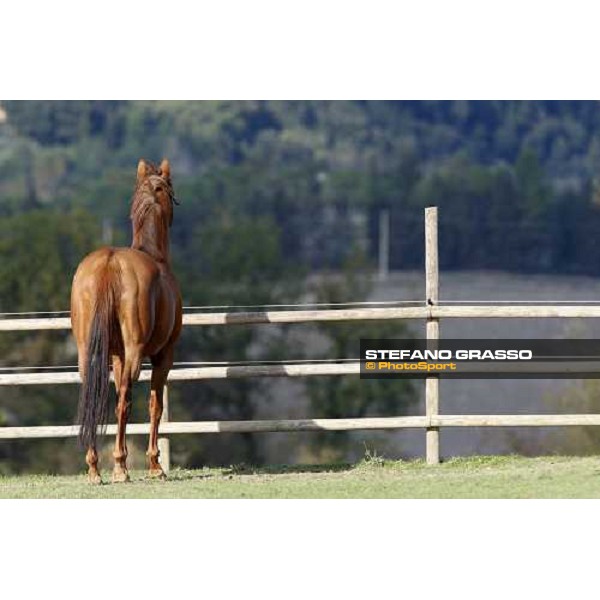 St Paul House in the paddocks of All. I Mandorli Cedri - Peccioli (PI) - 10th nov. 2008 ph. Stefano Grasso