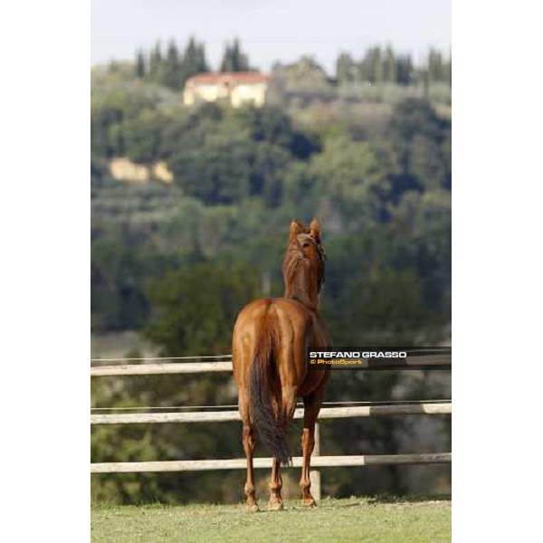 St Paul House in the paddocks of All. I Mandorli Cedri - Peccioli (PI) - 10th nov. 2008 ph. Stefano Grasso