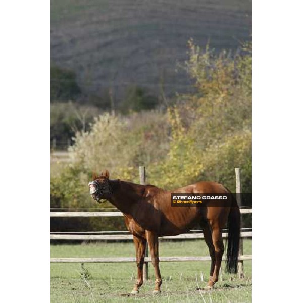 St Paul House in the paddocks of All. I Mandorli Cedri - Peccioli (PI) - 10th nov. 2008 ph. Stefano Grasso