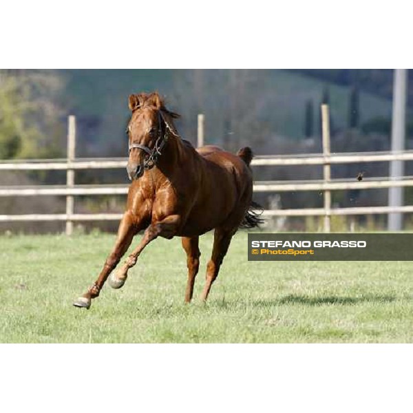 St Paul House in the paddocks of All. I Mandorli Cedri - Peccioli (PI) - 10th nov. 2008 ph. Stefano Grasso