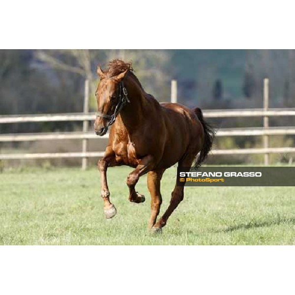 St Paul House in the paddocks of All. I Mandorli Cedri - Peccioli (PI) - 10th nov. 2008 ph. Stefano Grasso