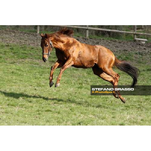 St Paul House in the paddocks of All. I Mandorli Cedri - Peccioli (PI) - 10th nov. 2008 ph. Stefano Grasso