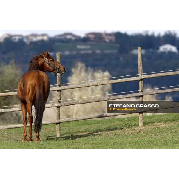 St Paul House in the paddocks of All. I Mandorli Cedri - Peccioli (PI) - 10th nov. 2008 ph. Stefano Grasso