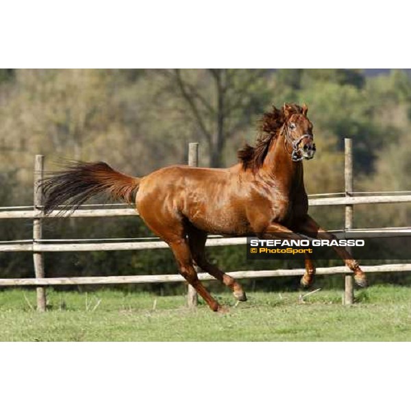 St Paul House in the paddocks of All. I Mandorli Cedri - Peccioli (PI) - 10th nov. 2008 ph. Stefano Grasso