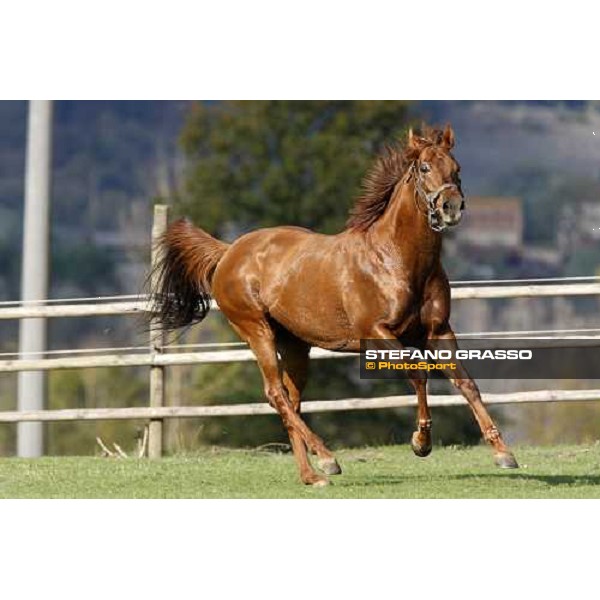 St Paul House in the paddocks of All. I Mandorli Cedri - Peccioli (PI) - 10th nov. 2008 ph. Stefano Grasso