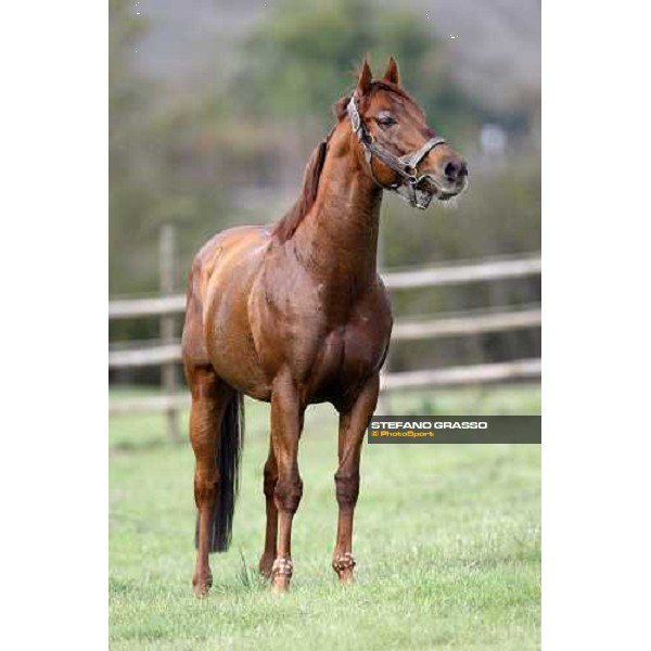 St Paul House in the paddocks of All. I Mandorli Cedri - Peccioli (PI) - 10th nov. 2008 ph. Stefano Grasso