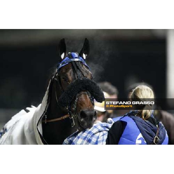 close up for Main Wise As after winning the Gran Criterium \'Memorial Piero Biondi\' Milan San Siro, 16th nov. 2008 ph. Stefano Grasso