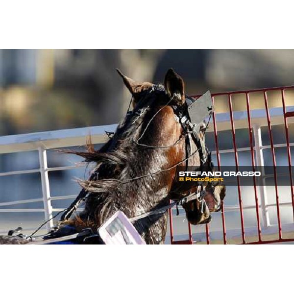 start at San Siro racetrack Milan, 16th nov. 2008 ph. Stefano Grasso
