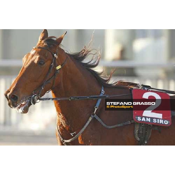 close up for Qualita Bourbon before the start of the heat of the Gran Premio U.E.T. Milan, 16th nov. 2008 ph. Stefano Grasso