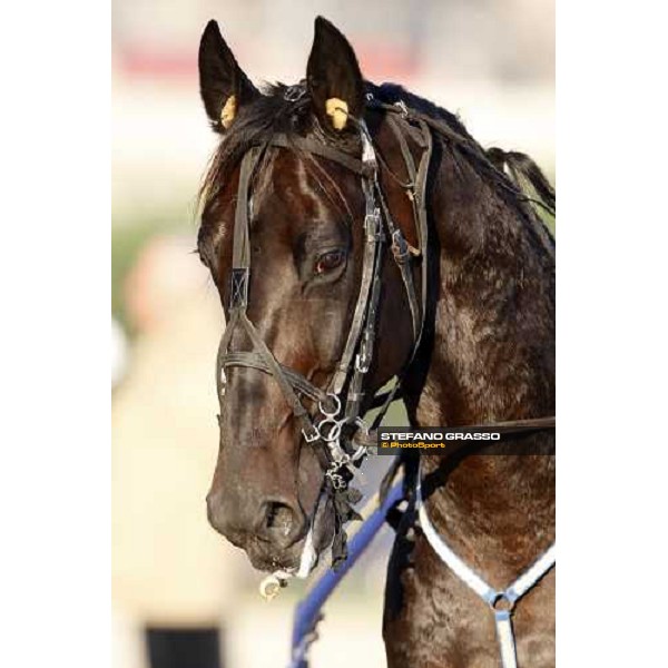 close up for Infinitif before the heat of Gran Premio U.E.T Milan, 16th nov. 2008 ph. Stefano Grasso