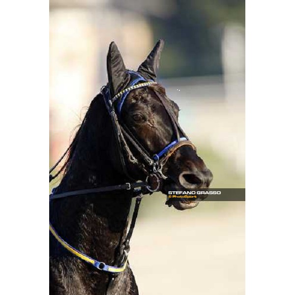 close up for Quaro before the start of the heat of Gran Premio U.E.T. Milan, 16th nov. 2008 ph. Stefano Grasso