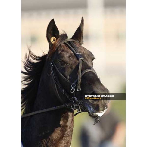 close up for Infinitif before the heat of Gran Premio U.E.T Milan, 16th nov. 2008 ph. Stefano Grasso