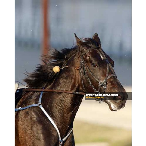 close up for Infinitif during the heat of Gran Premio U.E.T Milan, 16th nov. 2008 ph. Stefano Grasso