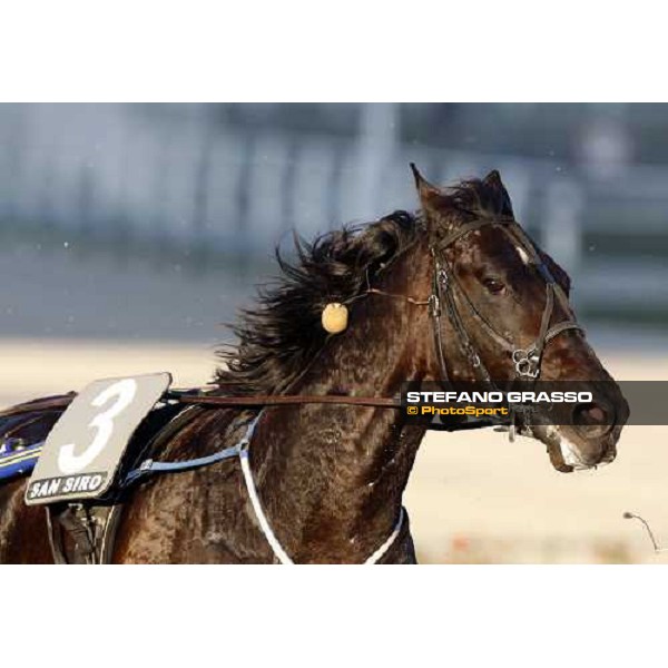 close up for Infinitif during the heat of Gran Premio U.E.T Milan, 16th nov. 2008 ph. Stefano Grasso