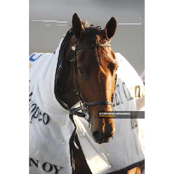close up for Quechua De Charue coming back to the stable after winning the heat of Gran Premio U.E.T Milan, 16th nov. 2008 ph. Stefano Grasso