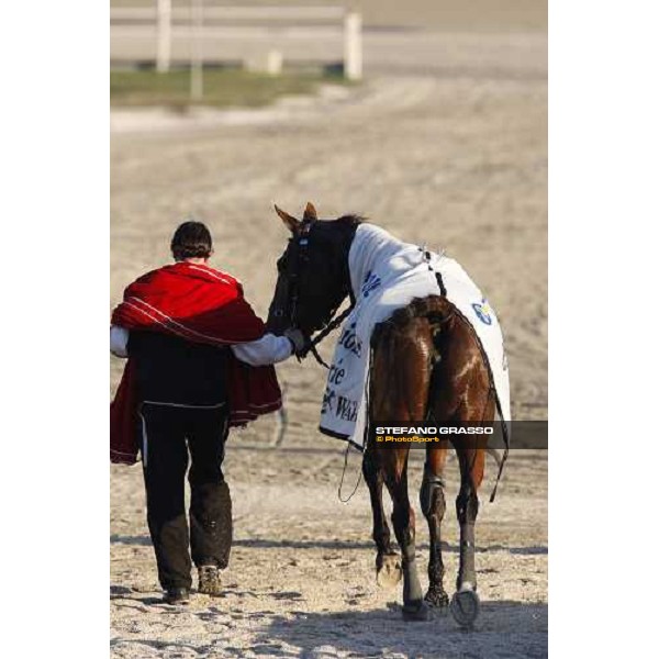 Quechua De Charue comes back to the stable after winning the heat of Gran Premio U.E.T Milan, 16th nov. 2008 ph. Stefano Grasso