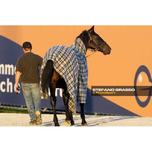 Infinitif walking at San Siro after the race Milan, 16th nov. 2008 ph. Stefano Grasso