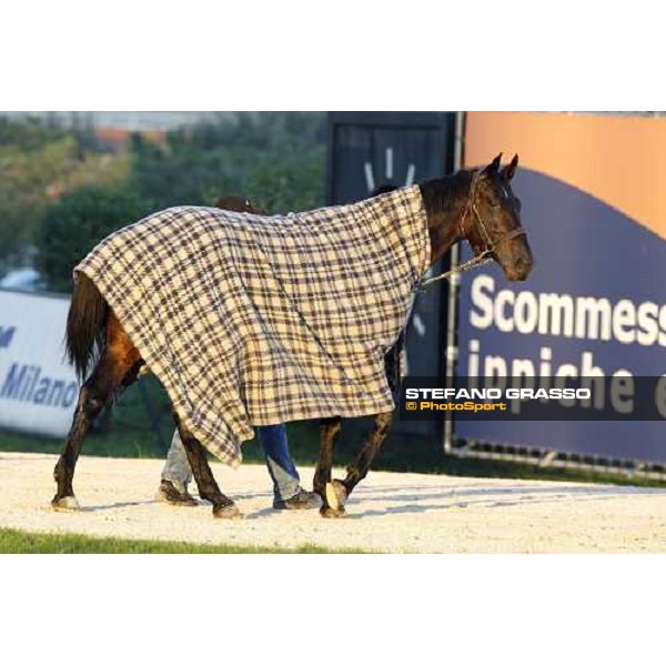 Infinitif walking at San Siro after the race Milan, 16th nov. 2008 ph. Stefano Grasso