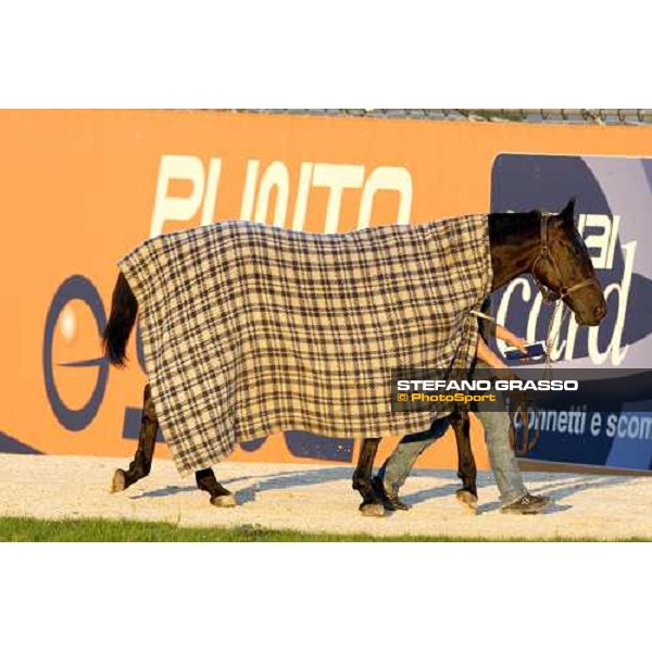 Infinitif walking at San Siro after the race Milan, 16th nov. 2008 ph. Stefano Grasso