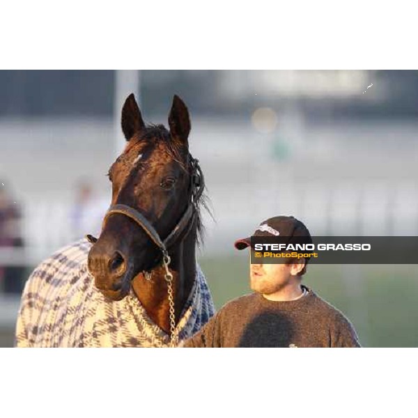 Infinitif walking at San Siro after the race Milan, 16th nov. 2008 ph. Stefano Grasso