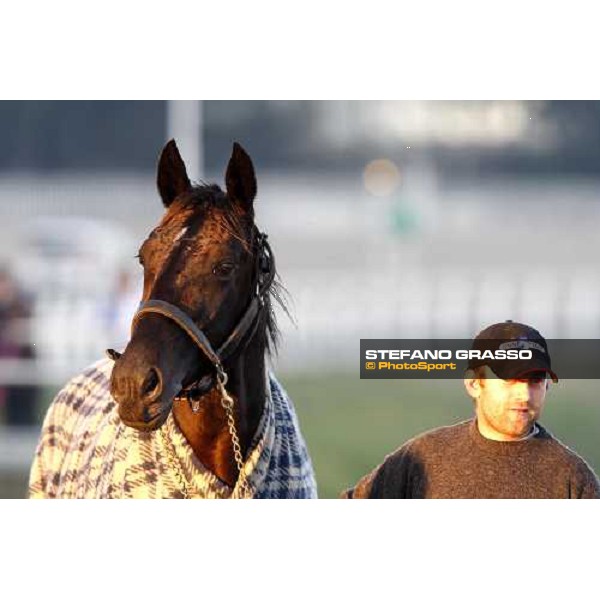 Infinitif walking at San Siro after the race Milan, 16th nov. 2008 ph. Stefano Grasso