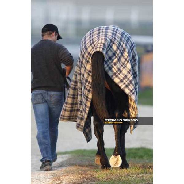 Infinitif walking back to stable after the race Milan, 16th nov. 2008 ph. Stefano Grasso