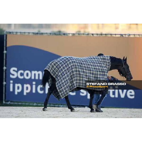 Infinitif at San Siro after the race Milan, 16th nov. 2008 ph. Stefano Grasso
