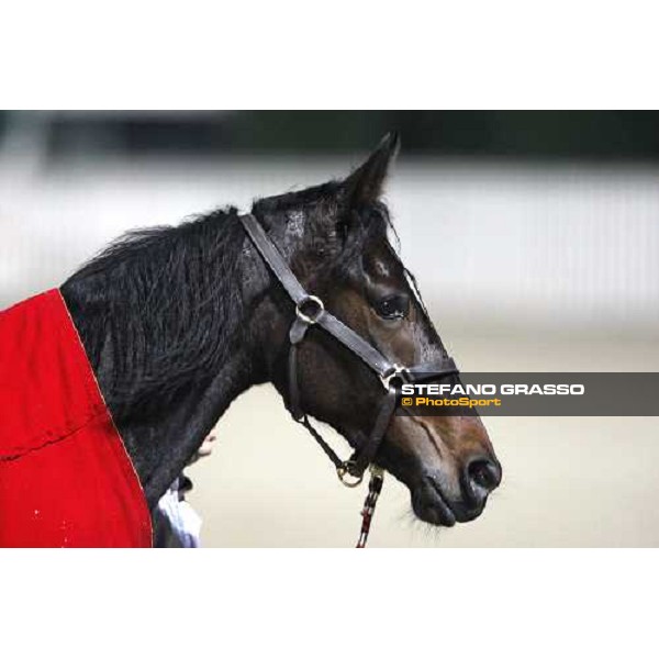 coming back to the stable at San Siro Milan, 16th nov. 2008 ph. Stefano Grasso