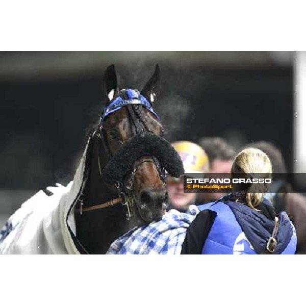 close up for Main Wise As after winning the Gran Criterium \'Memorial Piero Biondi\' at San Siro Milan, 16th nov. 2008 ph. Stefano Grasso