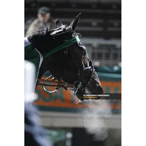 close up for Passionate Kemp winner of the 3rd heat of the Palio dei Comuni Montegiorgio (AP), 23rd nov. 2008 ph. Stefano Grasso