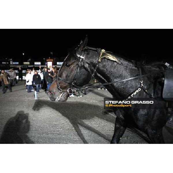 close up for Opal Viking after winning the 20¡ Palio dei Comuni Montegiorgio (AP), 23rd nov. 2008 ph. Stefano Grasso