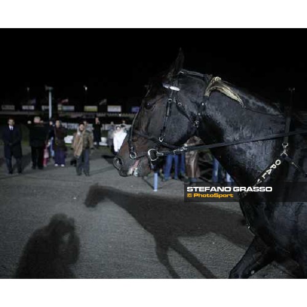 close up for Opal Viking after winning the 20¡ Palio dei Comuni Montegiorgio (AP), 23rd nov. 2008 ph. Stefano Grasso