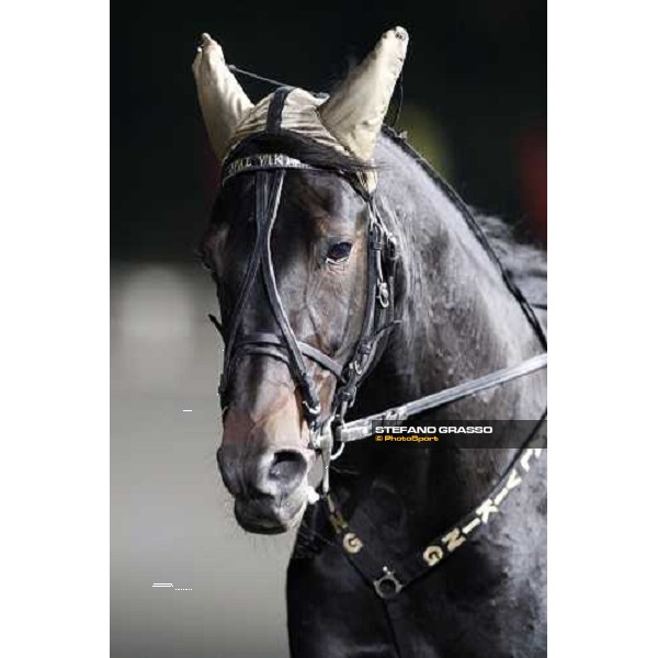 close up for Opal Viking winner of the 20¡ Pali odei Comuni Montegiorgio (AP), 23rd nov. 2008 ph. Stefano Grasso