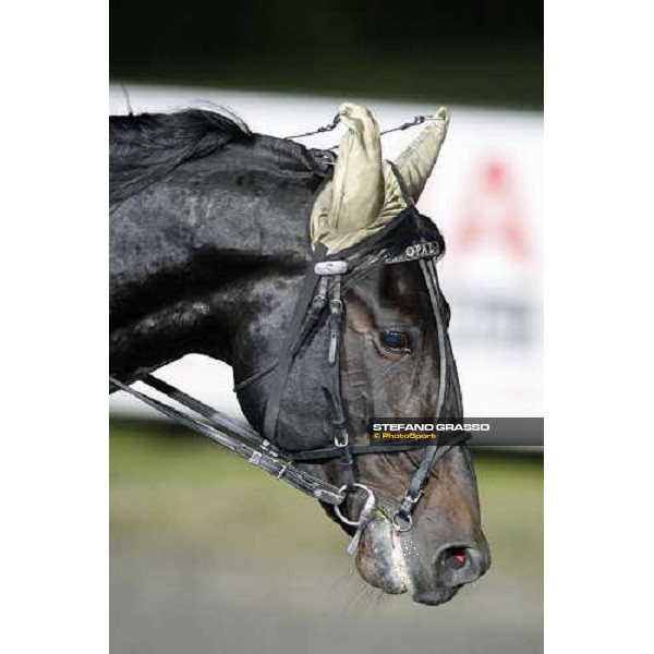 close up for Opal Viking after winning the 20¡ Palio dei Comuni Montegiorgio (AP), 23rd nov. 2008 ph. Stefano Grasso