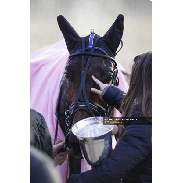 a caress to Martina Gual winner of Premio Allevatori Filly Rome, 8th december 2008 ph. Stefano Grasso
