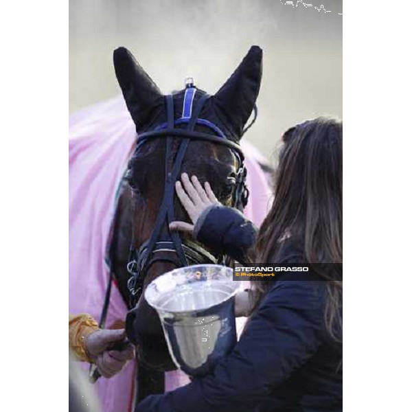 a caress to Martina Gual winner of Premio Allevatori Filly Rome, 8th december 2008 ph. Stefano Grasso