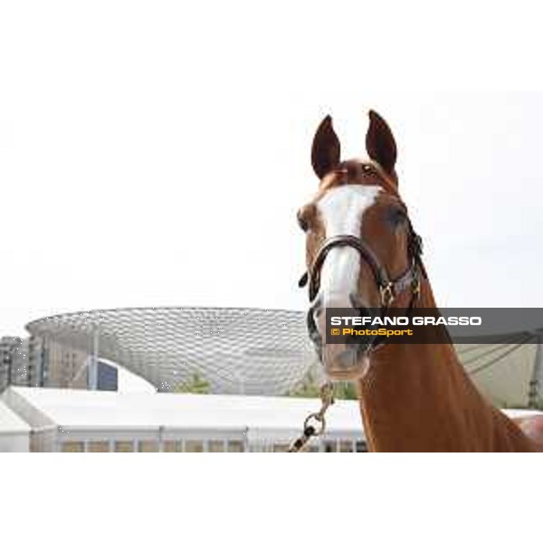 LGCT of Shanghai - Firth of Lorne - Shanghai, Shanghai Expo - 2 May 2019 - ph.Stefano Grasso/LGCT