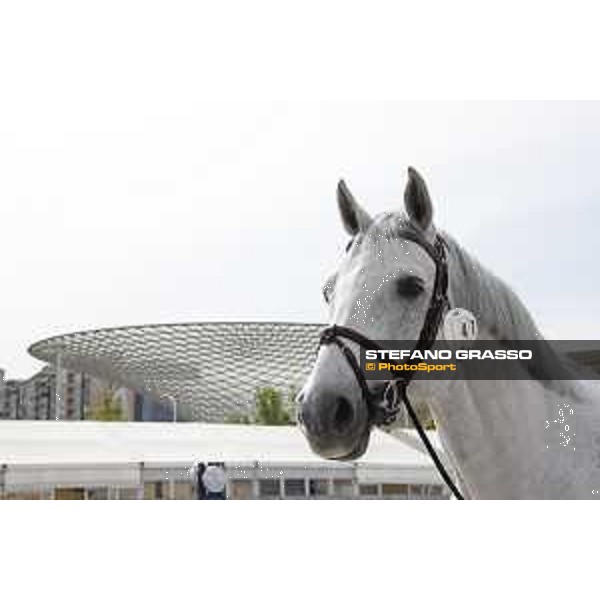 LGCT of Shanghai - Garfield de Tiji Des Templiers - Shanghai, Shanghai Expo - 2 May 2019 - ph.Stefano Grasso/LGCT