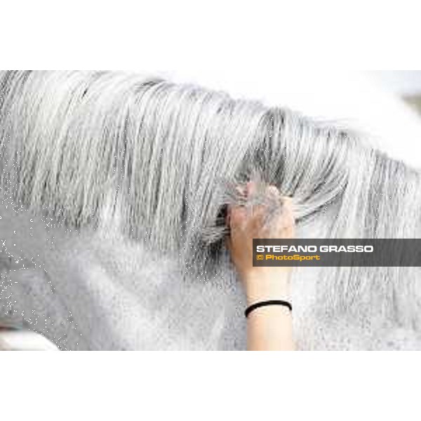 LGCT of Shanghai - Garfield de Tiji Des Templiers - Shanghai, Shanghai Expo - 2 May 2019 - ph.Stefano Grasso/LGCT