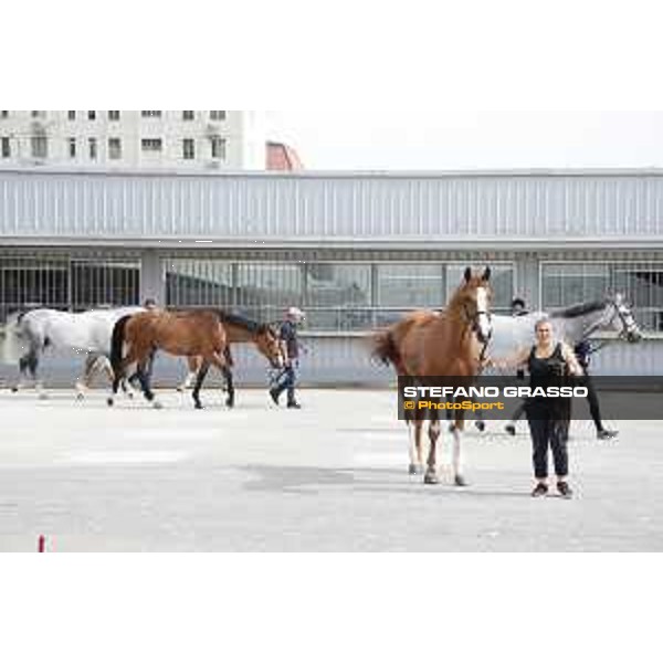 LGCT of Shanghai - Vet inspection - Shanghai, Shanghai Expo - 2 May 2019 - ph.Stefano Grasso/LGCT