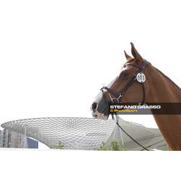 LGCT of Shanghai - Apart - Shanghai, Shanghai Expo - 2 May 2019 - ph.Stefano Grasso/LGCT