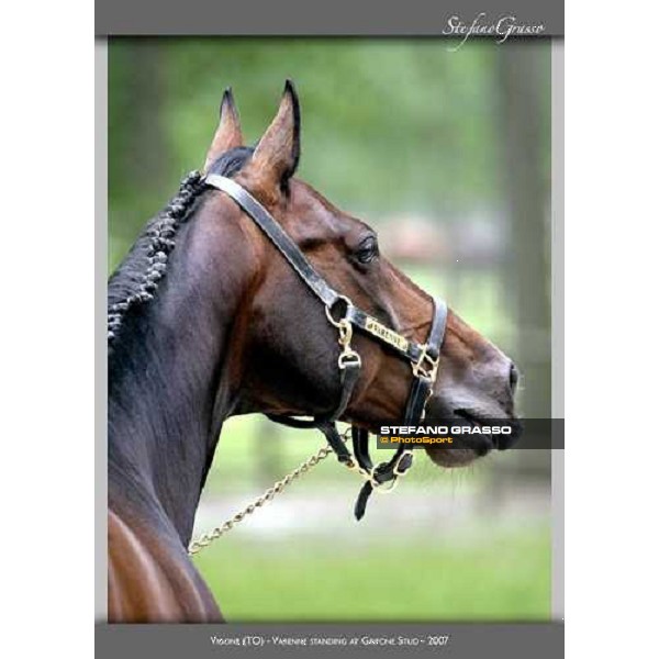 www.horse-poster.com - ph.Stefano Grasso - All rights reserved