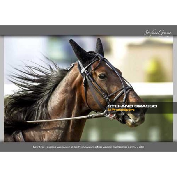 www.horse-poster.com - ph.Stefano Grasso - All rights reserved