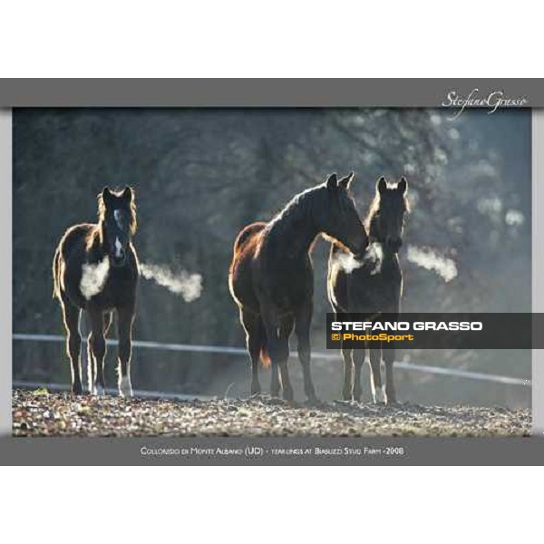 www.horse-poster.com - ph.Stefano Grasso - All rights reserved