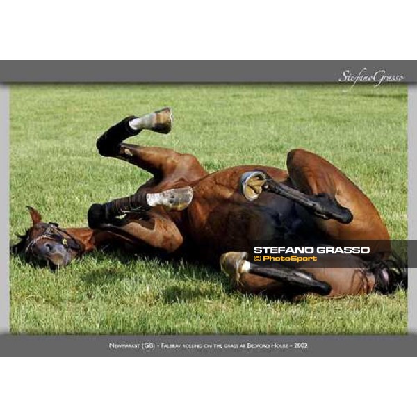www.horse-poster.com - ph.Stefano Grasso - All rights reserved