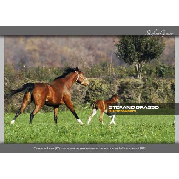 www.horse-poster.com - ph.Stefano Grasso - All rights reserved