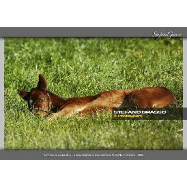 www.horse-poster.com - ph.Stefano Grasso - All rights reserved