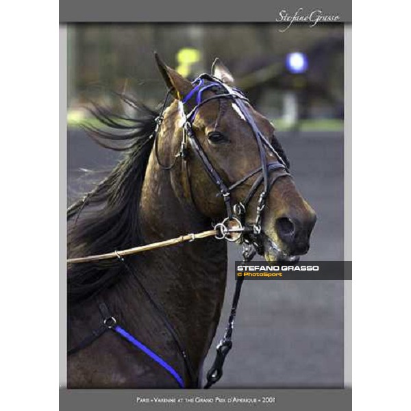 www.horse-poster.com - ph.Stefano Grasso - All rights reserved