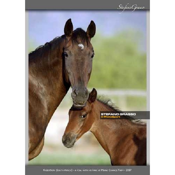 www.horse-poster.com - ph.Stefano Grasso - All rights reserved