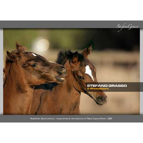 www.horse-poster.com - ph.Stefano Grasso - All rights reserved